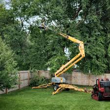 Best Tree Trimming and Pruning  in Upland, IN