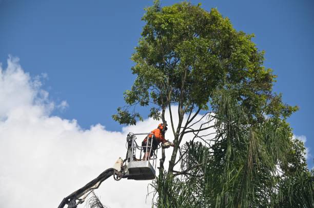 Reliable Upland, IN Tree Services Solutions